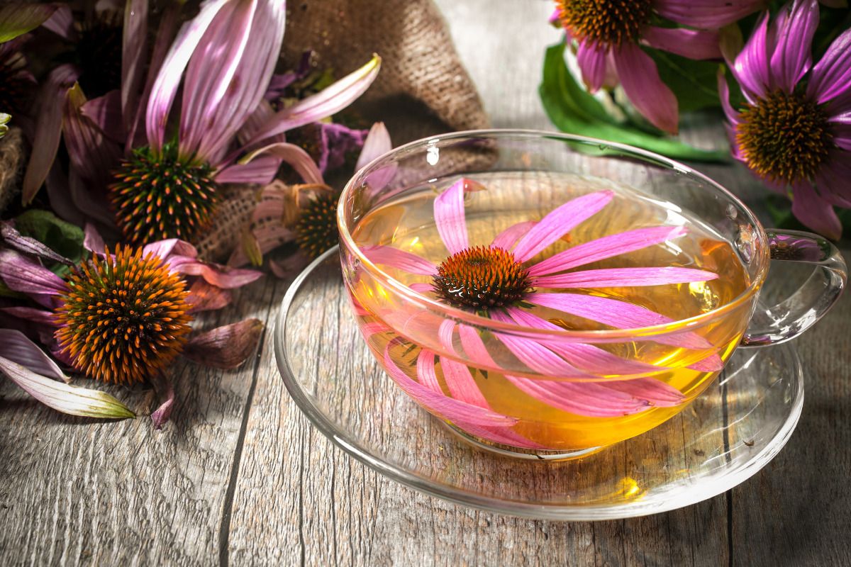 echinacea-tea-recipe